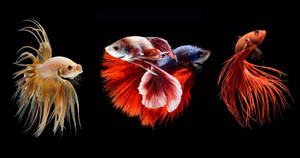 Multiple Betta Fish Wallpaper