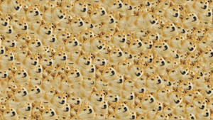 Multiple Doge Shiba Inu Faces Meme Wallpaper
