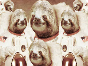 Multiple Sloth Astronauts Wallpaper