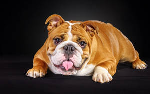 Muscular English Bulldog Wallpaper