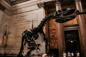 Museum Dinosaur Skeleton Wallpaper