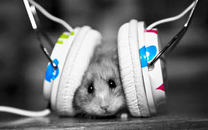 Music Lover Rat
