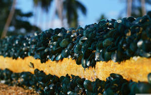 Mussels Attached To A Seawall Wallpaper