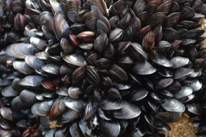 Mussels Burrowing Bivalve Species Wallpaper