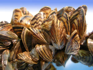 Mussels With Ohio Zebra Species Pattern Wallpaper