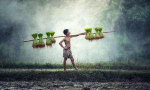Myanmar Kid Farmer Wallpaper