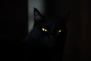Mysterious Black Cat Wallpaper