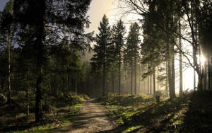 Mysterious Forest Trail Wallpaper