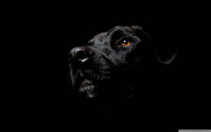 Mystic_ Black_ Dog_ Portrait Wallpaper