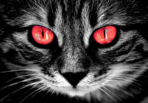 Mystic Red Cat Eyes Wallpaper