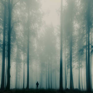 Mystical Forest Foggy Wallpaper