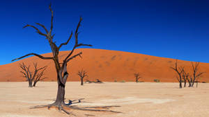Namibia Deadvlei Dead Trees Wallpaper