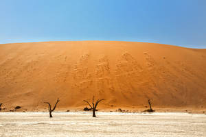 Namibia Grassy Sand Dunes Wallpaper