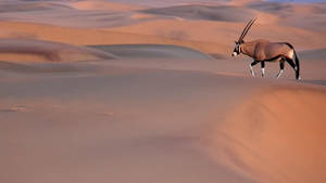 Namibia Oryx On Desert Wallpaper