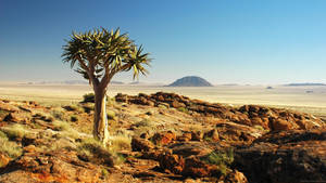 Namibia Quiver Tree In Karoo Desert Wallpaper