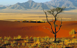 Namibia Tree In Namib Desert Wallpaper