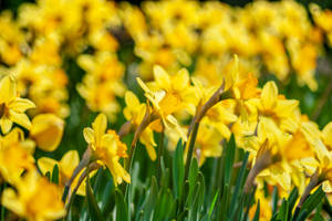 Narcissus Daffodils Wallpaper