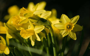 Narcissus Flowers Cyclamineus Wallpaper