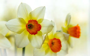 Narcissus Flowers Illustration Wallpaper