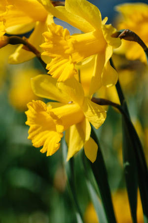 Narcissus Spring Daffodil Flowers Wallpaper