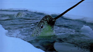 Narwhal Peeking Out Of Water Wallpaper