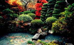 National Geographic Koi Pond Wallpaper