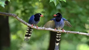 Native Birds In Taiwan Wallpaper