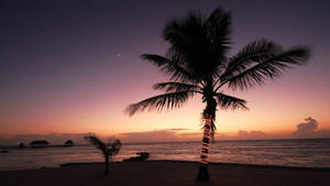 Natural Giant Palm Tree At Beach During Sunset Wallpaper
