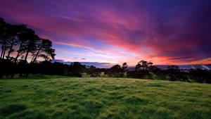 Natural Grass Field Purple Aesthetic Sky Wallpaper