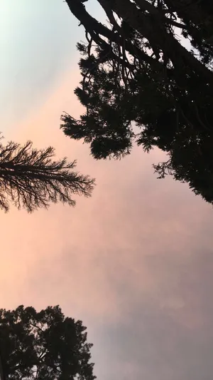 Nature Aesthetic For Your Phone Wallpaper