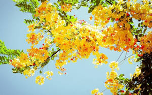 Nature Aesthetic Yellow Flowers On Tree For Computer Wallpaper