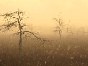 Nature Bare Trees Wallpaper