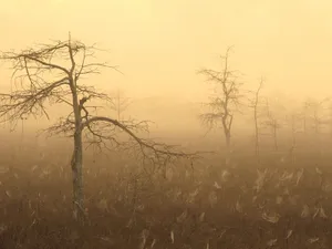 Nature Bare Trees Wallpaper