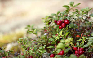 Nature Berry Plant Wallpaper
