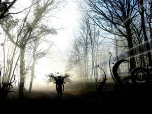 Nature Black Forest Silhouette Wallpaper