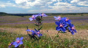 Nature Flower Field Wallpaper
