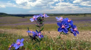Nature Flower Field Wallpaper