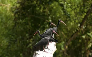 Nature Forest Birds Wallpaper