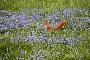 Nature Garden Squirrel Wallpaper