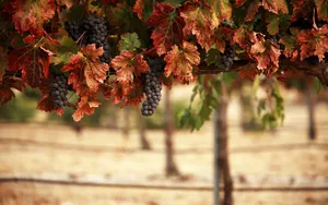 Nature Grapevine Wallpaper