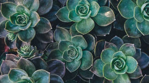 Nature Green Rose Succulent Plants Wallpaper