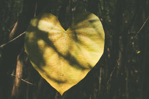 Nature Love Heart-shaped Leaf Wallpaper