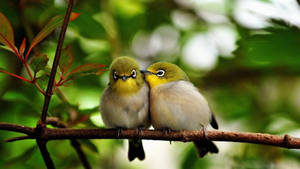Nature Love Japanese White-eye Birds Wallpaper