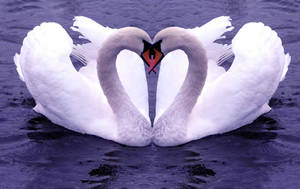 Nature Love Two Swans In Love Wallpaper