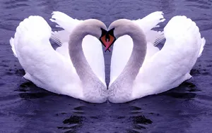 Nature Love Two Swans In Love Wallpaper