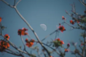 Nature Mac Os Wallpaper