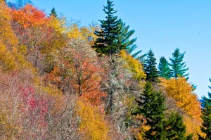 Nature Mountain Trees Wallpaper