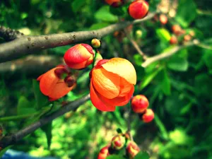Nature Orange Flower Wallpaper