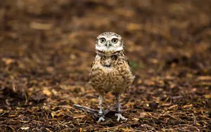 Nature Owl Wallpaper