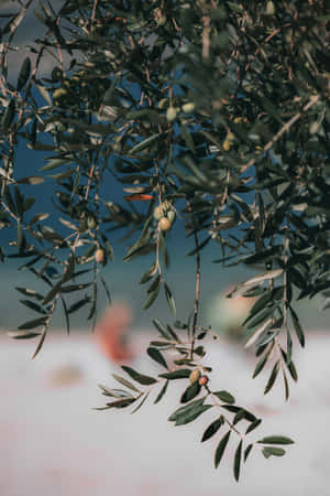 Nature's Gift - A Ruined Olive Tree Wallpaper